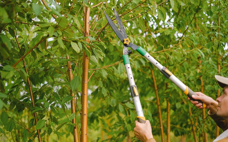 Tree trimming in Teutopolis, IL